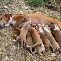 Cuccioli di Segugio Posavatz