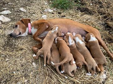 Cuccioli di Segugio Posavatz
