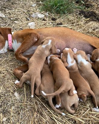 Cuccioli di Segugio Posavatz