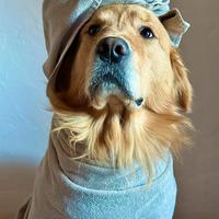 Stallone golden retriever linea americana 100%
