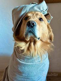 Stallone golden retriever linea americana 100%