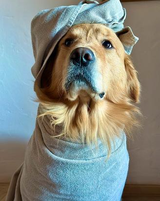 Stallone golden retriever linea americana 100%