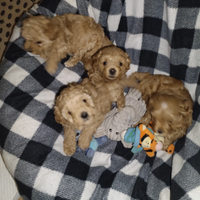 Cagnolini Maltipoo originali