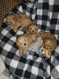 Cagnolini Maltipoo originali