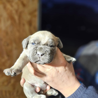 Cuccioli cane corso