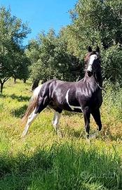 Cavallo barockpinto x sella italiano
