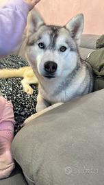 Cucciola Husky siberiano 1 anno
