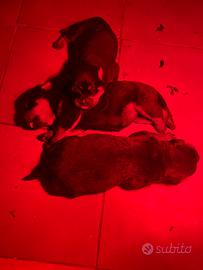 Rottweiler cuccioli