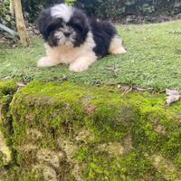 Cucciolo di shih tzu