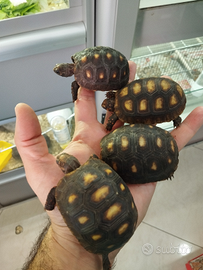 Tartarughe Carbonaria