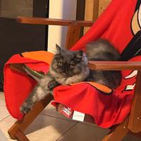 Gatta persiana per accoppiamento