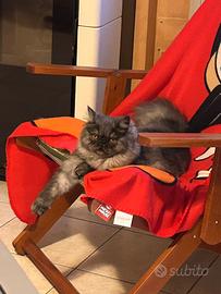 Gatta persiana per accoppiamento