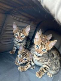 Gatto del Bengala