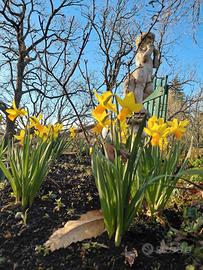50 bulbi di narcisi
