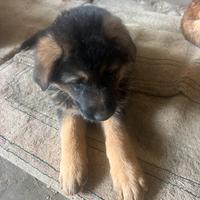 Cuccioli pastore tedesco