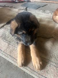 Cuccioli pastore tedesco