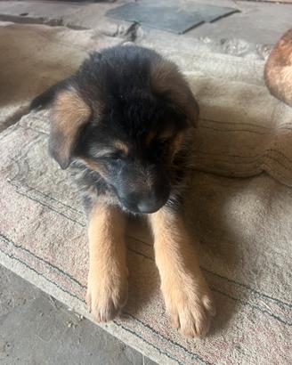 Cuccioli pastore tedesco