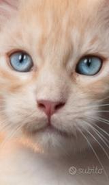 cucciolo maine coon con occhi azzurri e pedigree 