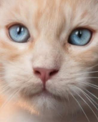 cucciolo maine coon con occhi azzurri e pedigree 