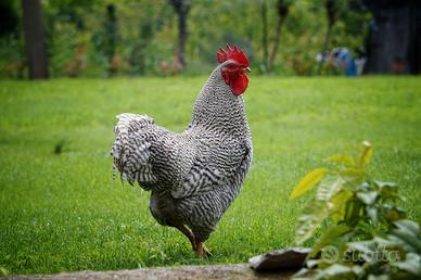 Gallo Amrocks