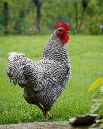 Gallo Amrocks