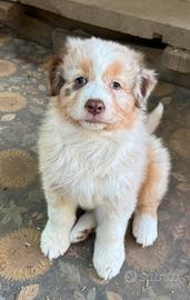 Cuccioli pastore australiano