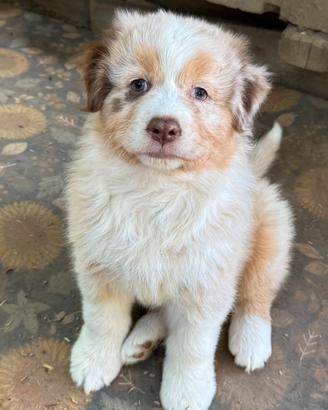 Cuccioli pastore australiano