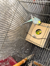 Coppia riproduttiva cocorite