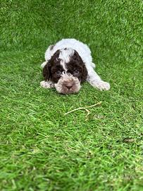 Lagotto romagnolo