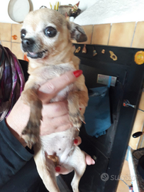 Accoppiamento femmina di chihuahua