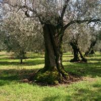 Piate d'ulivo secolari