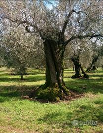 Piate d'ulivo secolari