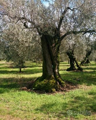 Piate d'ulivo secolari