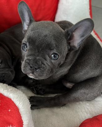 Bulldog Francese Cuccioli