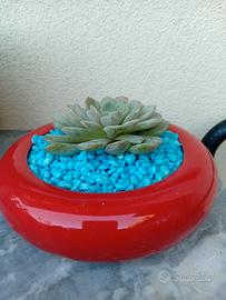 piante grasse 