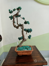 Bonsai