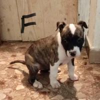Cuccioli Amstaff