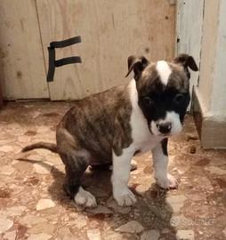 Cuccioli Amstaff