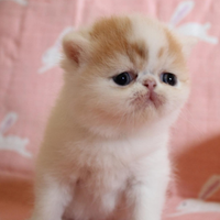 Gattini exotic shorthair. Alta geneologia