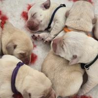 Dolci cuccioli di labrador retriever gialli