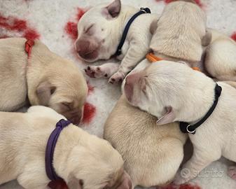 Dolci cuccioli di labrador retriever gialli