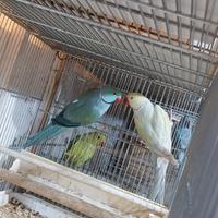 Parocheti dal collare