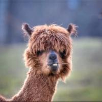 Alpaca femmina gravida