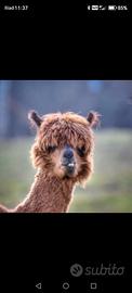 Alpaca femmina gravida