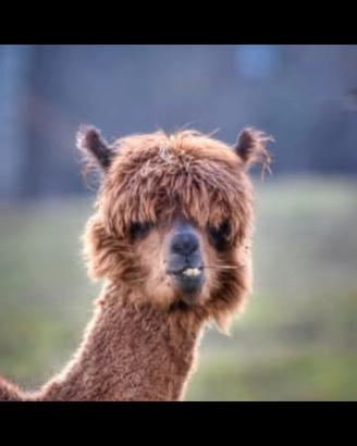 Alpaca femmina gravida