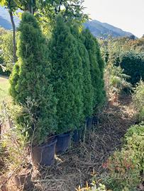 pianta Thuja