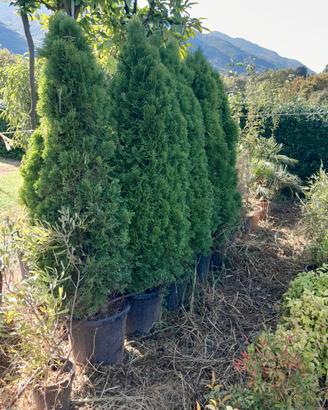 pianta Thuja