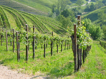 Vigneto