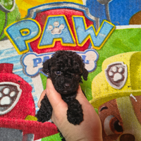 Barboncino toy nero / mini Toy maschio e femmina