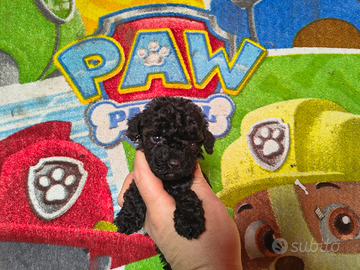 Barboncino toy nero / mini Toy maschio e femmina